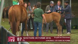 Sprinter Sacré Show 2019  Lot 87  N 19 VICTOIRE DE FORME [upl. by Lleruj]