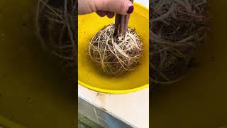 Kokedama de Calathea tips para su manejo [upl. by Eeliah742]