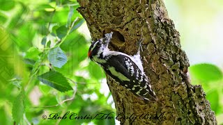 Dryobates pubescens DOWNY WOODPECKERS bring food to nest 9087639 [upl. by Suoiradal]