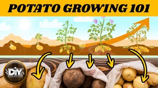 How to Grow and Store Potatoes at Home [upl. by Sairu]