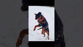 quotRottweiler Gone Snow Crazyquot😂🤣❄️shorts dog rottweilerpuppy AnimalBugsy [upl. by Laddy]