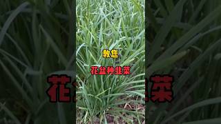 教你如何花盆種韭菜Teach you how to plant chives in flower pots 种菜 园艺 garden 園藝 菜摘 种菜花园 gardenliving [upl. by Hanni]