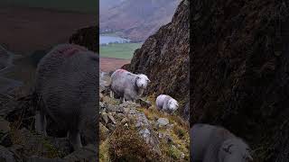 Buttermere Herdwick Sheep lakedistrict [upl. by Painter]