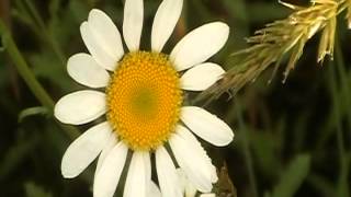 Oxeye Daisy Chrysanthemum leucanthemum [upl. by Stricklan]