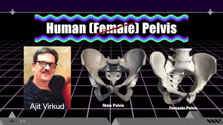 Human Pelvis [upl. by Adnoel]