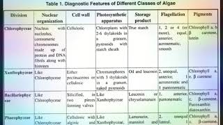 Classification of algae in hindi [upl. by Agnimod]