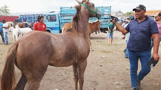 FEIRA DE CAVALOS EM CARUARUPE 23012024 nordeste [upl. by Eartnoed]