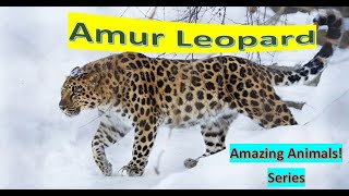 Amur Leopard facts 🐆 Only in 🇷🇺 and northern 🇨🇳 Endangered Species 😞 [upl. by Winchester859]