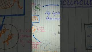 Life Cycle of Dracunculus medinensis viral ytshorts youtubeshorts trending shortvideo shorts [upl. by Nasaj]