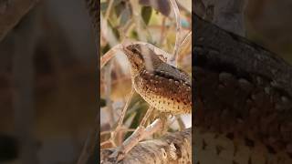 Wryneck the magic bird סבראש הציפור המכושפת צולם באשקלון [upl. by Niar]