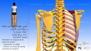 Le muscle dentelé antérieur العضلة المنشارية الأمامية [upl. by Libby]