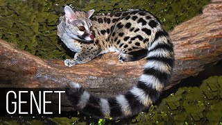 GENET is the flexibility and agility of the marten together with the habits and character of the Cat [upl. by Yelahs625]