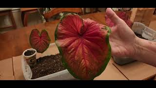 Caladium bulb10 day Update [upl. by Toscano568]