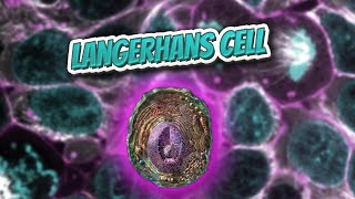 Langerhans cell Everything Human Cells 💬👁️🕺🔎✅ [upl. by Oneida279]