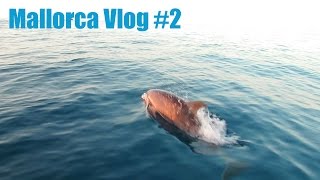 Delfintour auf Mallorca ♥ VLOG [upl. by Leona]