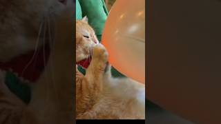 This trend shortvideo cat viralvideo [upl. by Annuhsal886]