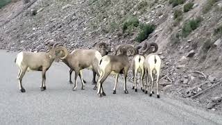 Bighorn Sheep yellowstone nationalpark [upl. by Evy820]