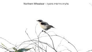 סלעית אירופית מתנקה  Northern Wheatear [upl. by Lovich739]