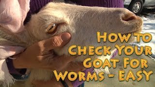 How to Check Your Goat For Worms EASY Method  check goats for worms [upl. by Bianca118]