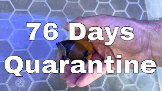 76 days Quarantine is Finally Over  Waterbox Aquariums Angelfish Reef LX 2706  Part 14 [upl. by Alica]