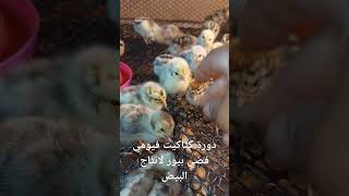 دورة كتاكيت فيومي فضي بيور للبيض Silver Fayoumi Chicks Egg Production Cycle [upl. by Airrehs856]