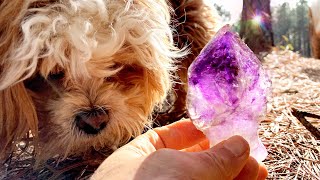 Sniffing Out Awesome Amethyst Crystals  Purple 💜 Mine Part 2 [upl. by Essirahs497]