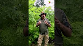 Benefits of Moringa Tree [upl. by Edwin]