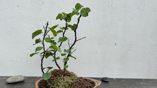 Shaping a Cercis siliquastrum in bonsai 20 mai 2024 [upl. by Jobye723]