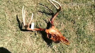 How To Clean A Deer Skull Bury It European Mount [upl. by Beryle]