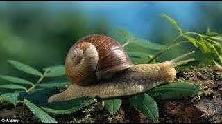 The Experts Guide to Finding Snails [upl. by Nysilla]