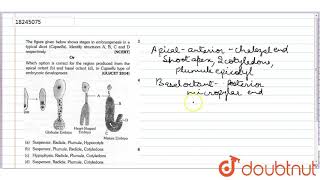 The figure given below shows stages in embryogenesis in a typical dicot Capsella [upl. by Clein]