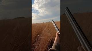 Pheasent rooster pheasants pheasant pheasanthunting birddog birdhunting publicland hunting [upl. by Janine]