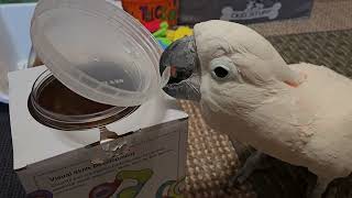 New Cockatoo Rattle Toys 😃 [upl. by Tanitansy]