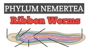 Phylum Nemertea Rhynchocoela  The ribbon worms [upl. by Gnirol517]