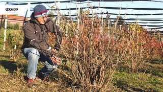 POTATURA PICCOLI FRUTTI  Ribes – guida con consigli per la potatura [upl. by Norvol735]