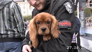 Casseler Freyheit verkaufsoffener Sonntag in Kassel am 27 10 2013 von tubehorst1 [upl. by Lertnek528]