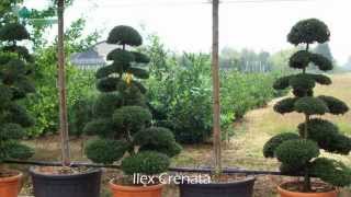 Ilex Crenata  Japanese Holly [upl. by Bohaty]