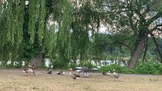 German Gaggle of Greylag Geese Waking Up and Walking in a line to Graze [upl. by Ludwigg]