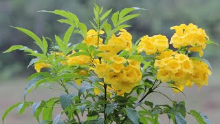 How To Grow Tecoma in Pots Grow Yellow bells  trumpetBush [upl. by Yroggerg]