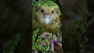 Most rearest parrot 😯 kakapo [upl. by Rubinstein957]