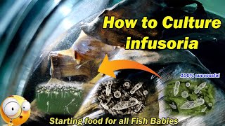 How to Culture Infusoria  Faster and Easy  LIVE AQUARIUM [upl. by O'Gowan]