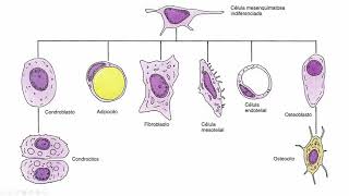 Células osteoprogenitoras y osteoblastos [upl. by Beckie118]