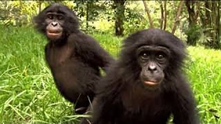 BONOBOS  Bande annonce HD sortie le 30 mars 2011 [upl. by Norraf]