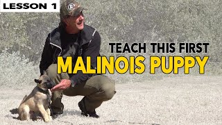 First Things to Teach Your MALINOIS Puppy [upl. by Lea]