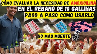 Cómo Evaluar la Necesidad de amoxicilina en el Rebaño de Gallinas [upl. by Hutchison760]