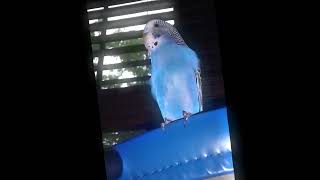 Owly and Snowball much better than before birds budgies parakeet [upl. by Feltie]