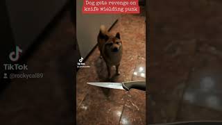 Dog humiliates knife wielding ruffian dog youtubeshorts shorts video reels tiktok [upl. by Eelasor]