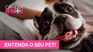 Entenda a linguagem dos cães [upl. by Aihsenod156]