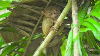 Creatures of the Canopy Life in the Treetops of Brazil animal2024 wildlife [upl. by Naloc]