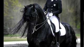 KFPS Approved Friesian Stallion Alert 475 Sport [upl. by Dittman]